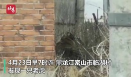 进村老虎被开枪麻醉装进笼子！目击者讲述惊魂瞬间