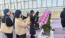 1000余个兰花新品集中亮相！这场推介会雅韵天成、清逸飘香